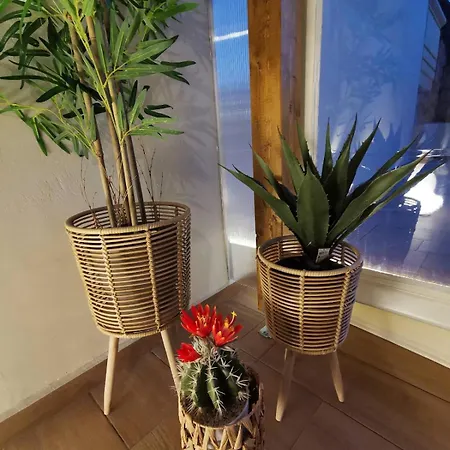 Robellini Palm * Kounoupidhianá